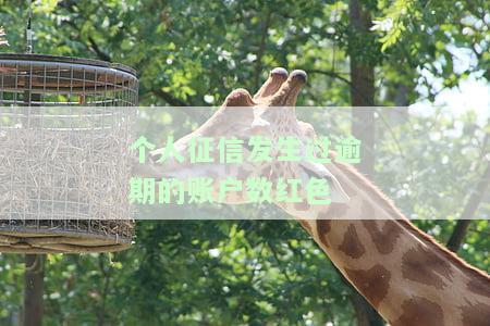 个人征信上发生过逾期账户数显示—啥意思？能借贷款吗？