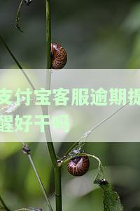 支付宝逾期还款客服要求提供的证明和章，电话是多少？