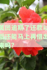 美团借钱逾期还了几天还能借钱吗？知乎安全吗？