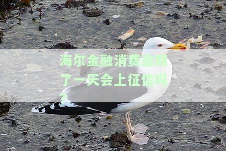 海尔金融消费逾期一天会上征信怎么办？