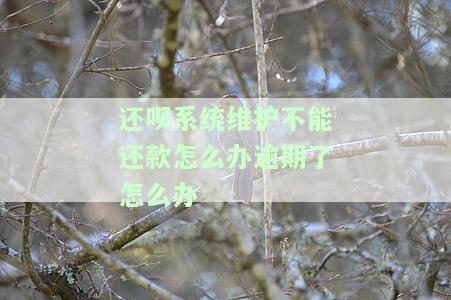 还呗系统维护不能还款怎么办逾期了怎么办呢？