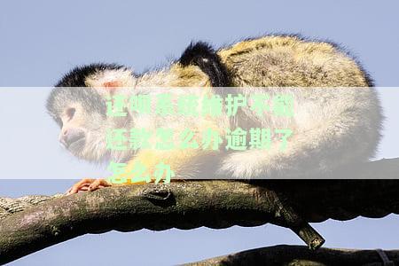 还呗系统维护还不进去钱怎么办，逾期了怎么办