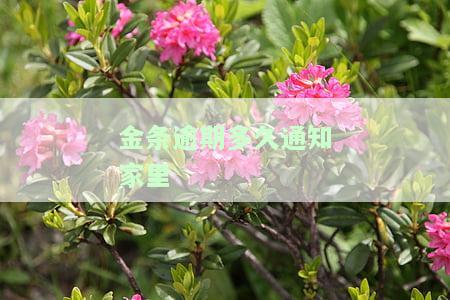 金条逾期多久会给家里打电话催款通知
