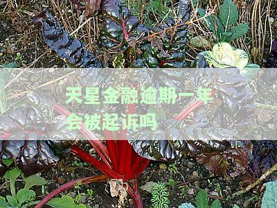 天星金融逾期一年会被起诉吗知乎？