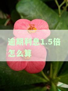 逾期利息1.5倍怎么算