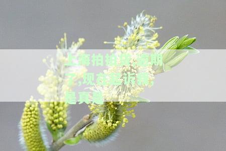 上海拍拍贷会起诉吗，现在是否会上征信？