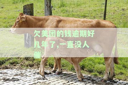 欠美团的钱逾期好几年了，一直没人催还，会有什么后果？