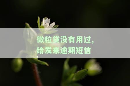 微粒贷没有用过,给发来逾期短信怎么办