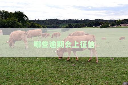 哪些欠款会上征信记录及借钱会上征信？