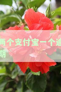 两个支付宝一个逾期会不会影响另一个有一个没有实名