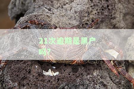21次逾期是黑户吗知乎怎么办？