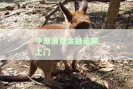 中原消费金融逾期上门催收电话号码及处理方式