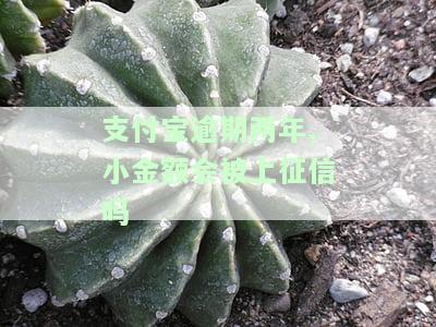 支付宝逾期两年,小金额会被上征信吗