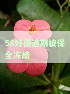 58好借逾期会向户机关排期诉讼吗