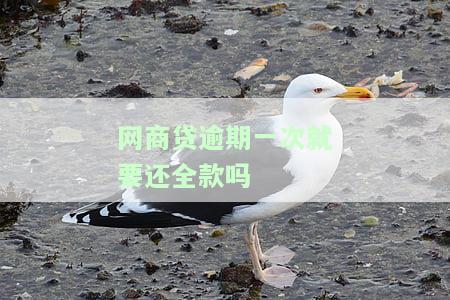 网商贷逾期要一次性还清吗？如何处理逾期情况？