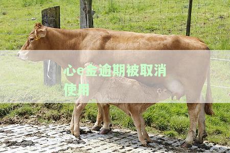 心e金逾期多久会回收额度及还款方案