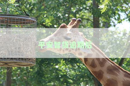 平安智贷逾期后一次性结清能减息吗，安全吗，最多可以逾期多久？