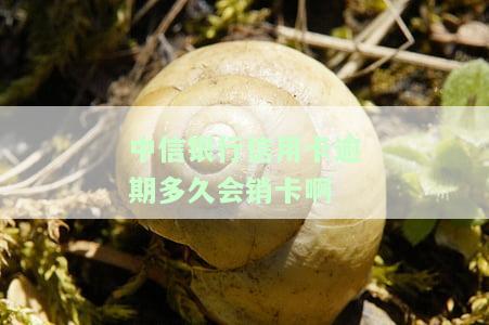 中信银行信用卡逾期多久会销卡啊怎么办？
