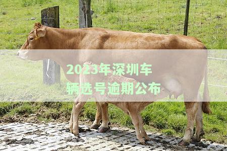深圳车牌号预选查询与更改