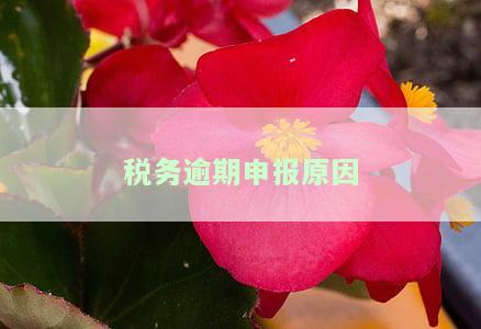 税务逾期申报原因怎么填写说明