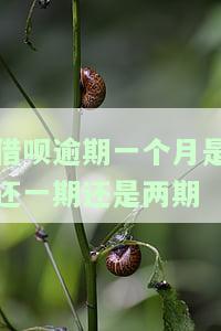 借呗逾期一个月以后不能用了