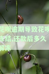 花呗逾期冻结后还清多久能恢复使用资格