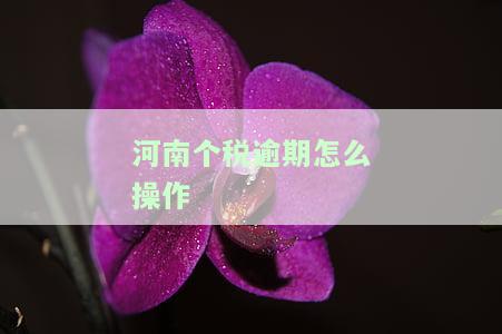 河南个税逾期怎么操作的，申报时间，查询系统