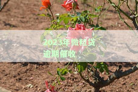 2023年微粒贷逾期催收严重吗？怎么办？