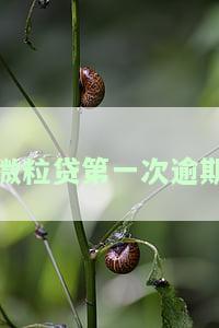 微粒贷第一次逾期2天怎么办？