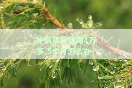 中信银行逾期1万多,5个月怎么办