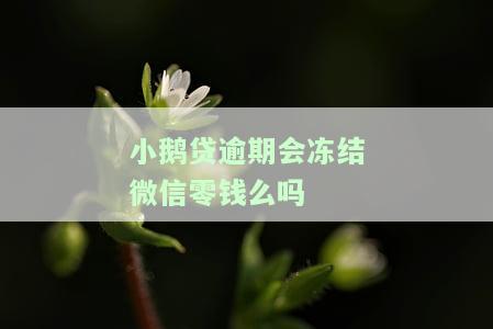 小鹅贷逾期会冻结微信零钱吗知乎