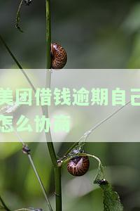 美团借钱逾期自己怎么协商