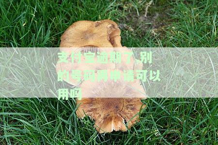 支付宝逾期了，别的号码再申请可以用吗