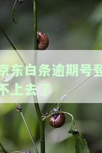 账户因为逾期被锁定怎么恢复正常使用和征信
