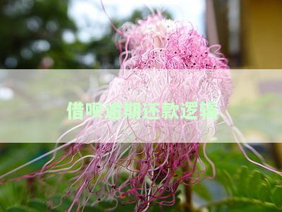 借呗逾期会怎么算利息违约金次数？