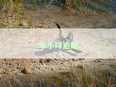 羊小咩逾期几天打联系人最新消息