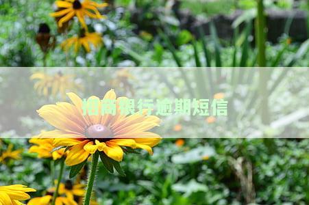 招商银行逾期短信