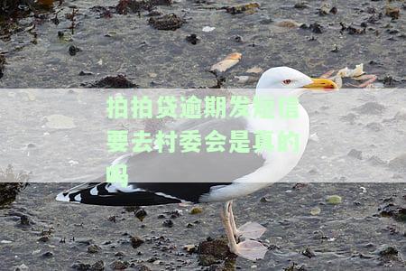 拍拍贷逾期发短信要去村委会是真的吗