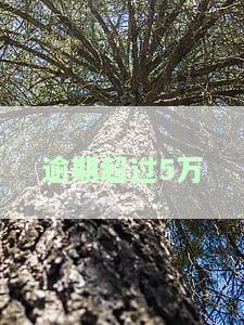 逾期超过5万