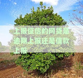上报征信的网贷是逾期上报还是借款上报