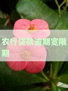 农行贷款逾期几天了怎么办会有影响吗，会被起诉吗？