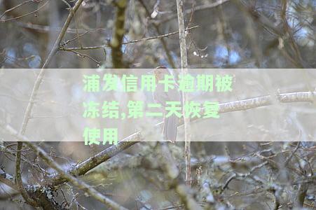 浦发银行逾期冻结调节后工作人员说第二天6点正常用，如何解冻并恢复正常？