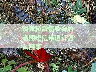 微粒贷违约7天发短信，保障借款人权益