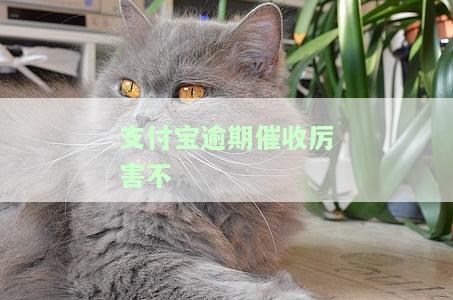 支付宝逾期催收害吗