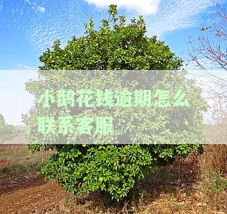 小鹅花钱逾期了可以协商还款吗及处理方法