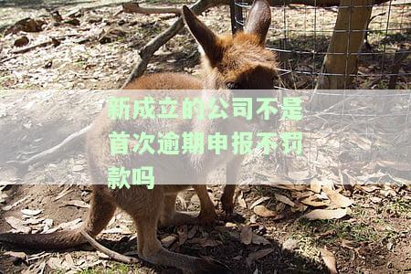 新成立的公司未申报，怎么办？