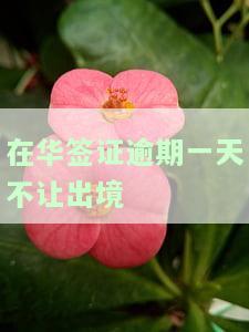 在华签证逾期一天不让出境吗？