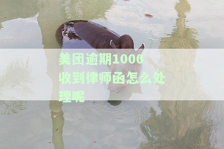 美团逾期1000收到律师函怎么处理呢