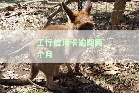工行信用卡逾期两个月自称律师跟我联系，3000逾期120天寄律师函，2万逾期一年已移交法务部，2万逾期半年被公安机关立案