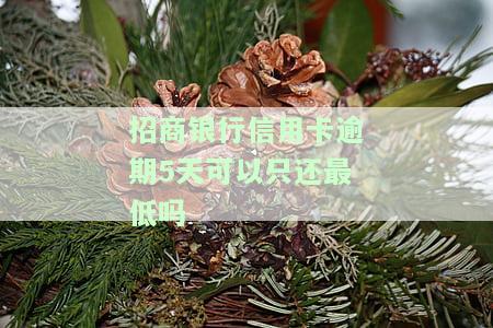 招商银行信用卡逾期5天可以只还最低吗
